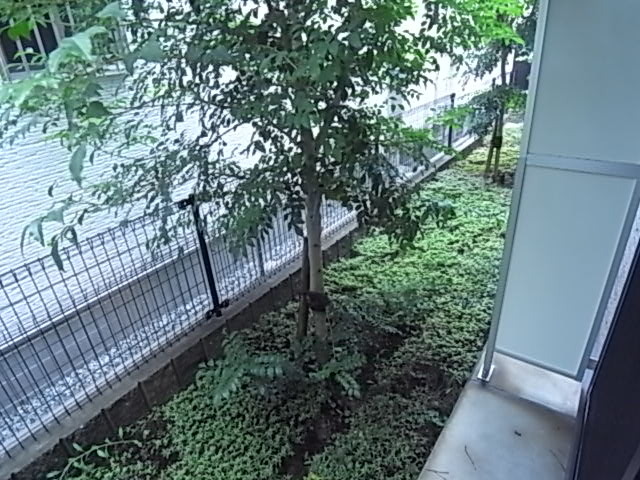 庭